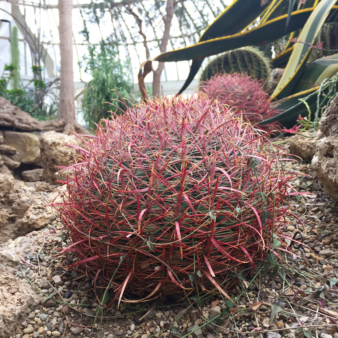 Phipps Conservatory