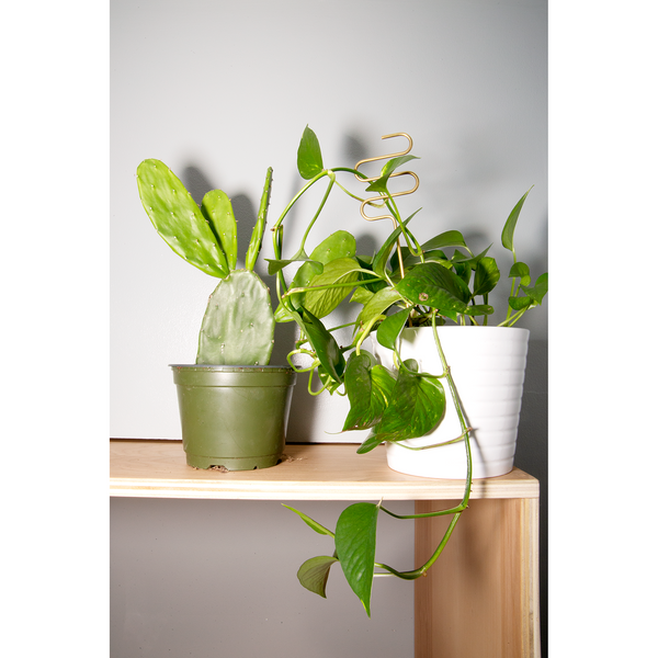 indoor plant stick Fruitsuper Plant Sticks – Moop